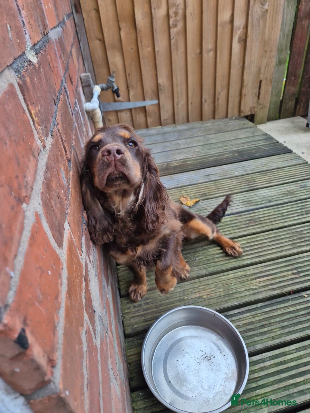 Cocker Spaniel dogs for sale: 8 months old cocker spaniel (Ellie) - Advert 1