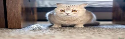 Scottish Fold cats for sale: 🐾 Stunning Golden ScottishFold&Straight Kittens🐾 in Southampton - Advert 8
