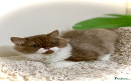 British Longhair cats for sale: Champion line kittens - Image 5