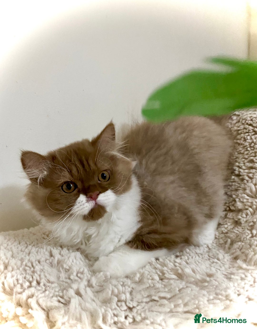 British Longhair cats for sale: Champion line kittens - Image 5