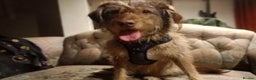 Mixed Breed dogs for adoption: Boo-tiful - Advert 2