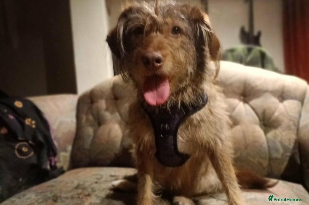 Mixed Breed dogs for adoption: Boo-tiful - Advert 2