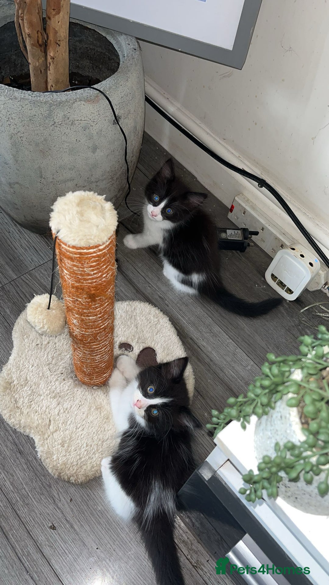 Turkish Van cats for sale: Calico kittens looking for there forever home  - Image 8