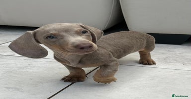 Dachshund dogs - Advert 9