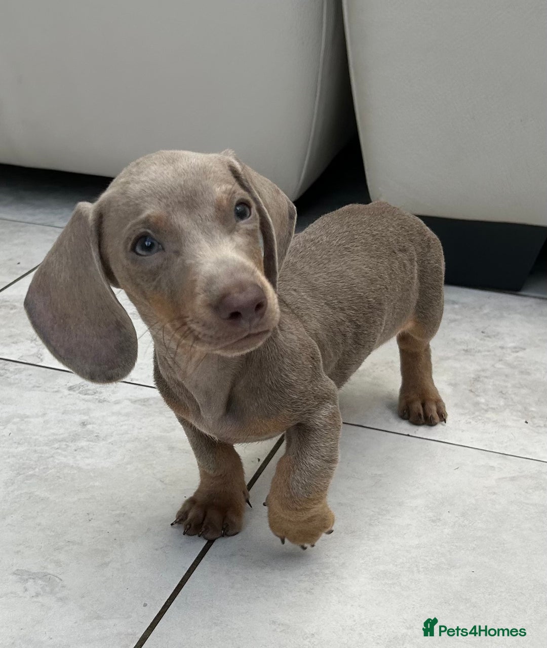 Dachshund dogs for sale: MINI DACHSHUND PUPPIES - Image 1