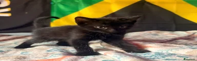 Domestic Shorthair 1