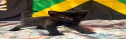 Domestic Shorthair cats for sale: Gorgeous kittens for sale - Advert 3