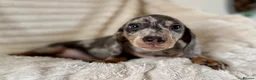 Miniature Dachshund dogs for sale: Miniature dachshund puppies  - Advert 14
