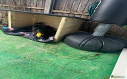 Chow Chow dogs for sale: Female Chow Kiki - Advert 16