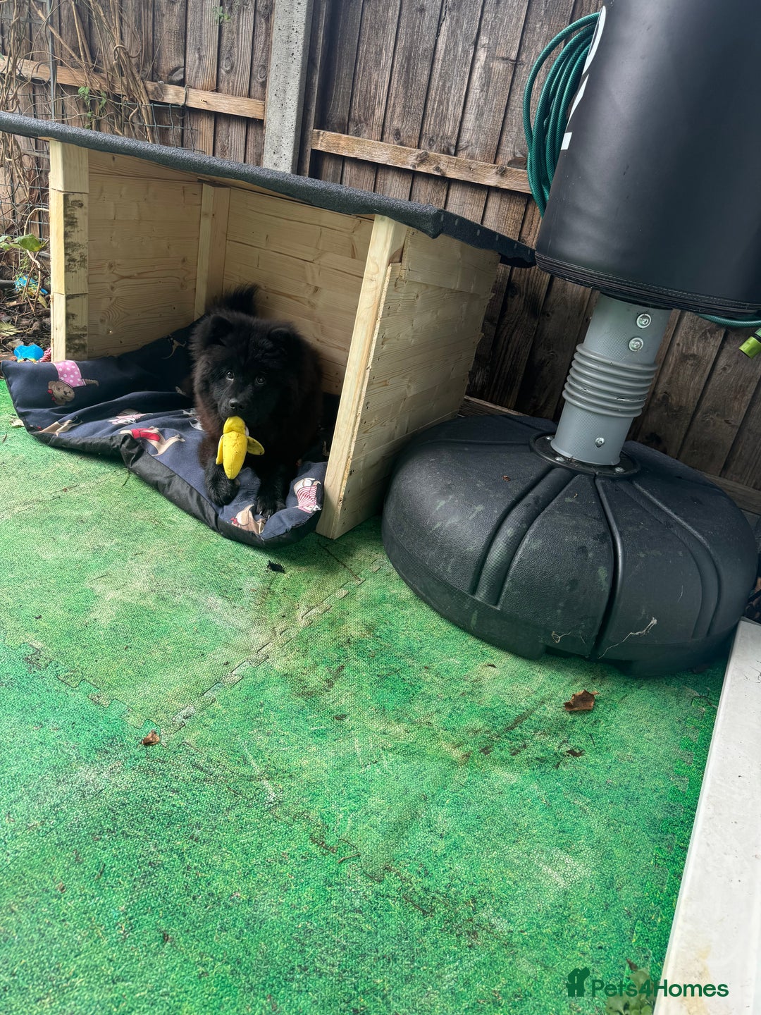 Chow Chow dogs for sale: Female Chow Kiki - Advert 16