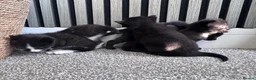 Mixed Breed cats for sale: Beautiful kittens needing new homes  - Advert 8