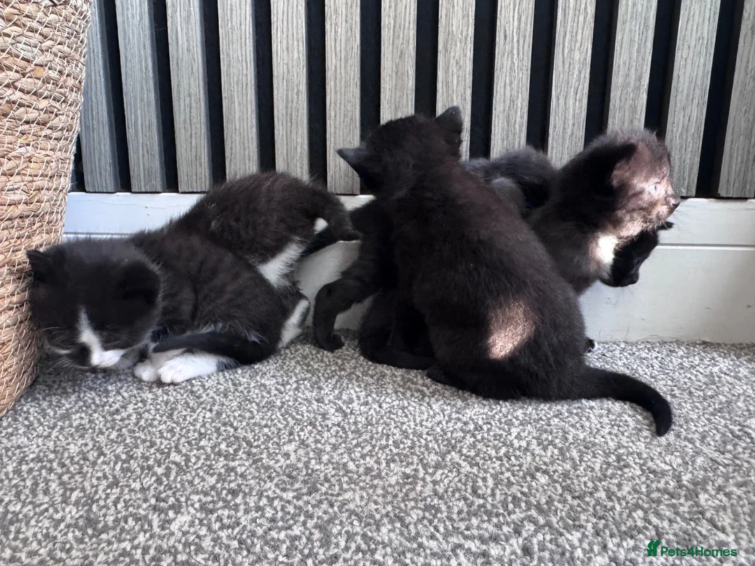 Mixed Breed cats for sale: Beautiful kittens needing new homes  - Advert 8