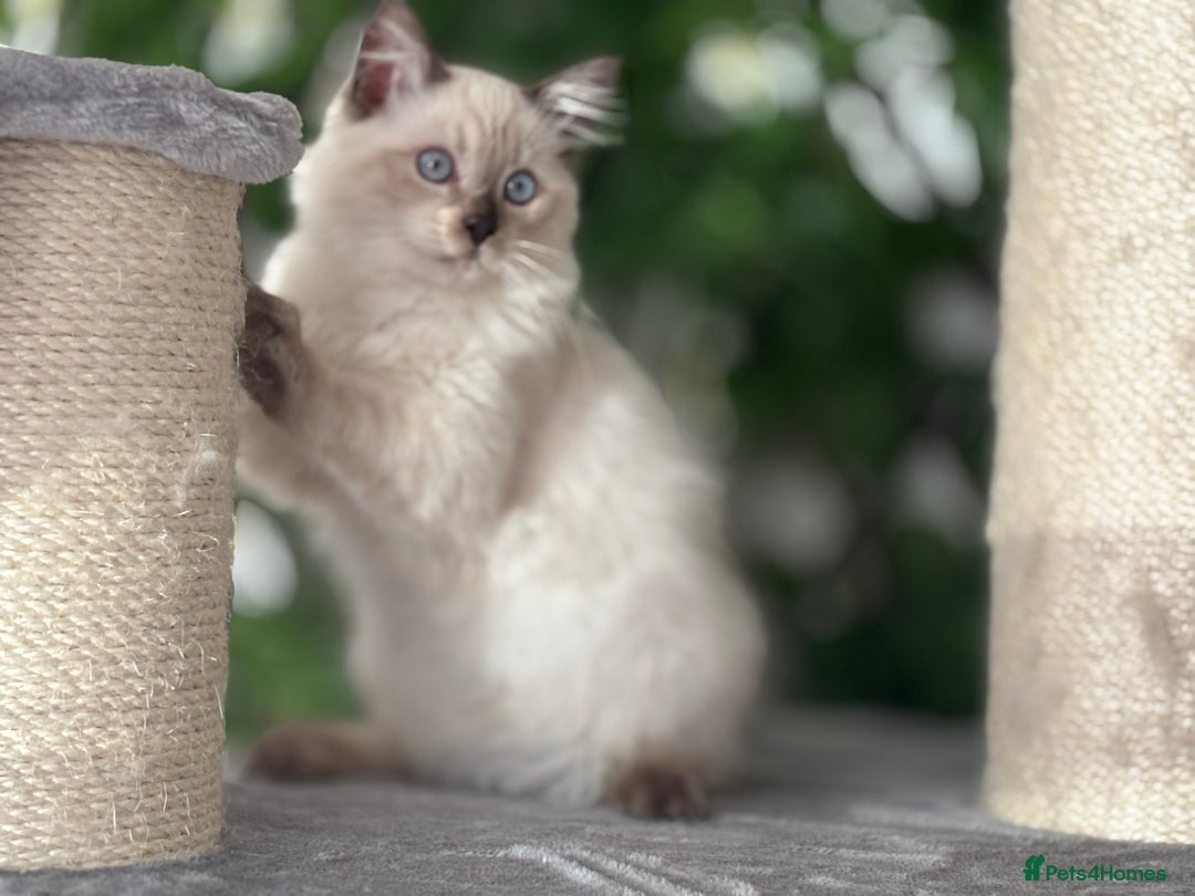 Ragdoll cats for sale: TICA, DNA tested, 5 gen pedigree  - Image 33