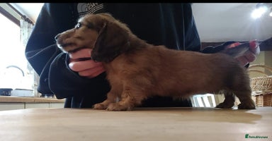 Miniature Dachshund dogs - Advert 16