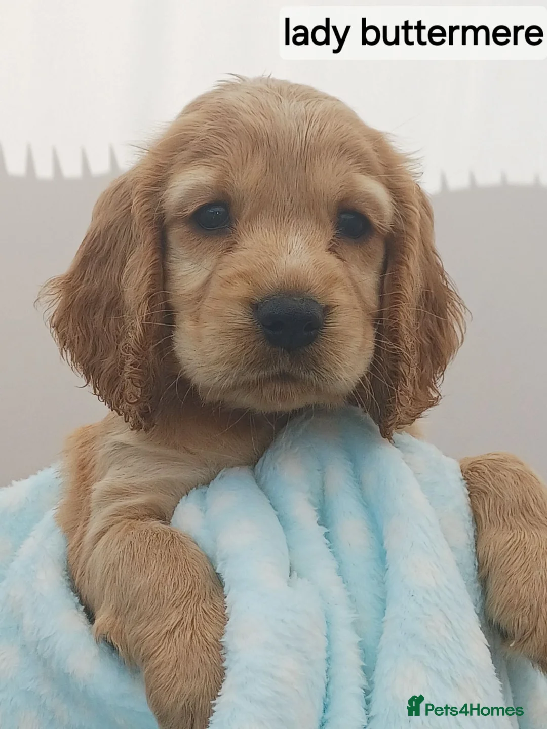 Cocker Spaniel dogs for sale: gorgeous golden and a tri-colour cocker puppies in Exeter - Advert 2