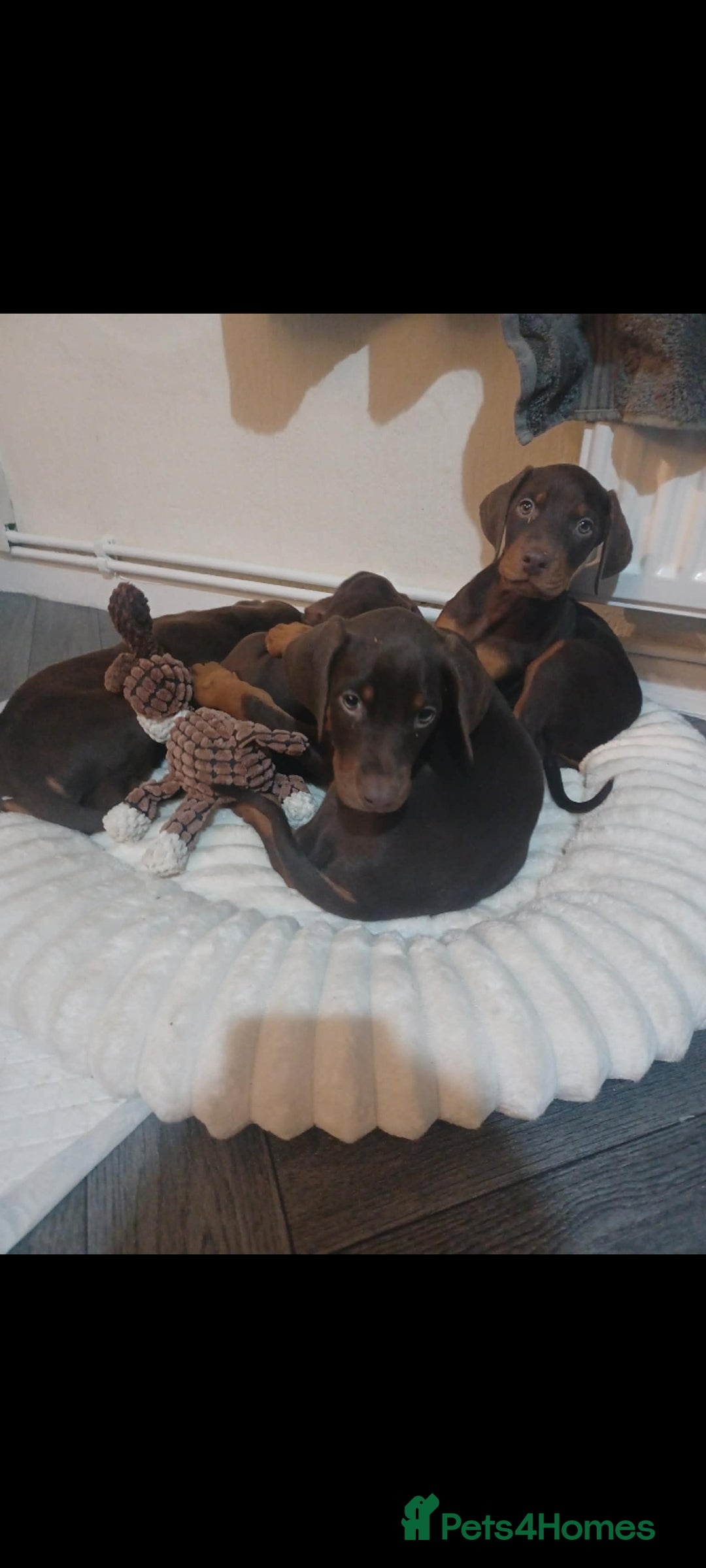 Dobermann dogs for sale: Beutifull doberman puppies  - Advert 12