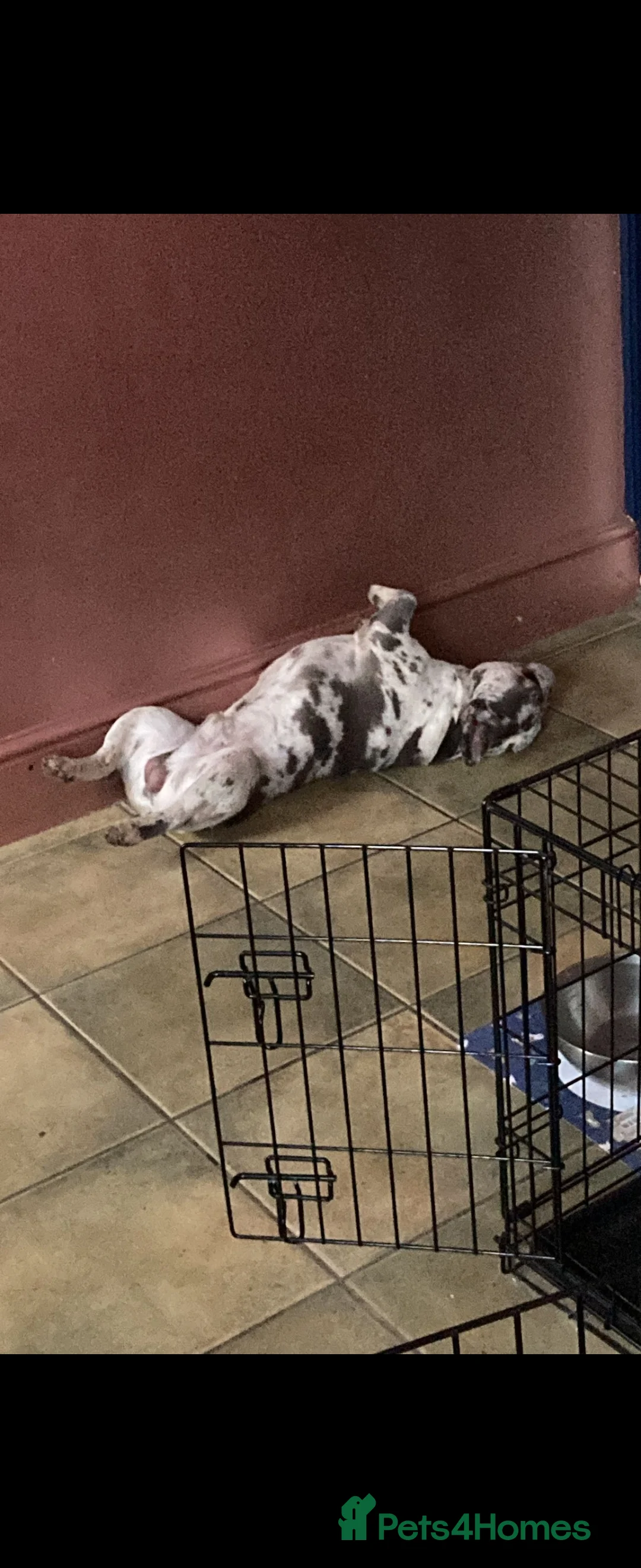 French Bulldog dogs for sale: French Bulldog for sale - Advert 3