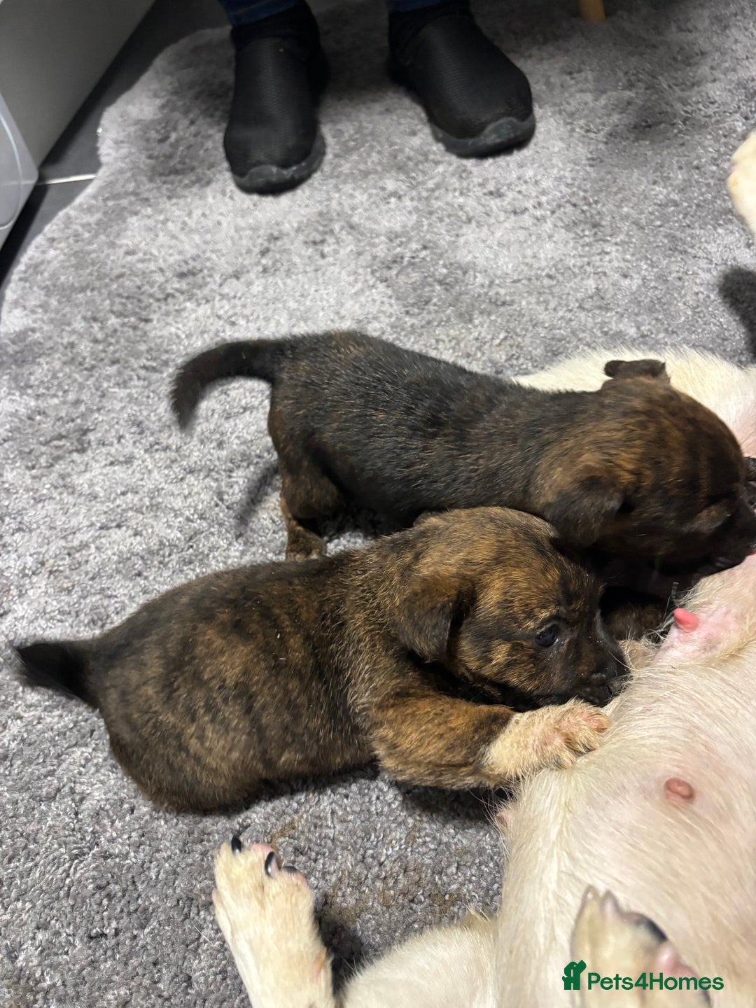 Jack Russell dogs for sale: Jack Russell pups  - Advert 3