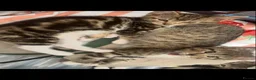 Mixed Breed cats for sale: Adorable kittens - Advert 11