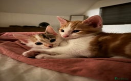 British Shorthair cats for sale: 4 adorable 9 week old kittens for sale - Image 19