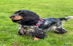 Cocker Spaniel dogs for sale: Show Cocel Spaniel- K.C. Reg. - Image 9