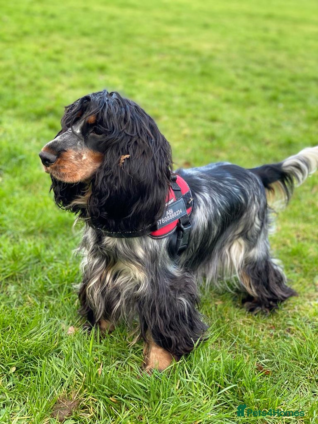 Cocker Spaniel dogs for sale: Show Cocel Spaniel- K.C. Reg. - Image 9