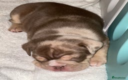 English Bulldog dogs for sale: 🐶✨ English Bulldog Puppies Available! ✨🐶 - Advert 3