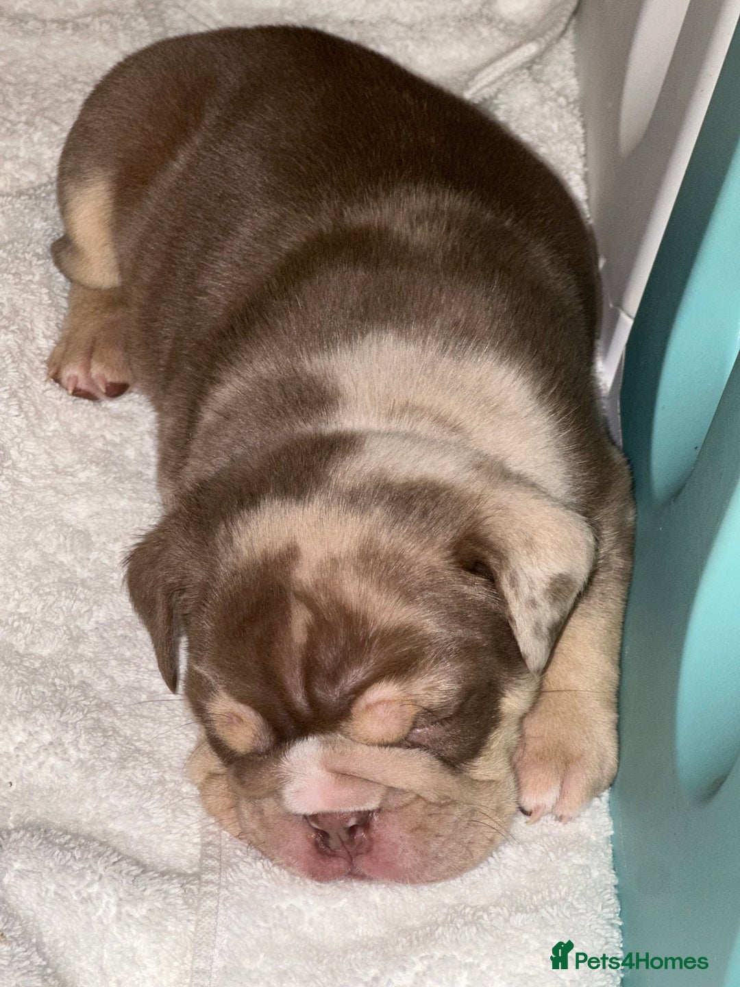 English Bulldog dogs for sale: 🐶✨ English Bulldog Puppies Available! ✨🐶 - Advert 3