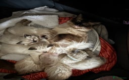 Ragdoll cats for sale: Beautiful ragdoll kittens for sale  - Advert 17