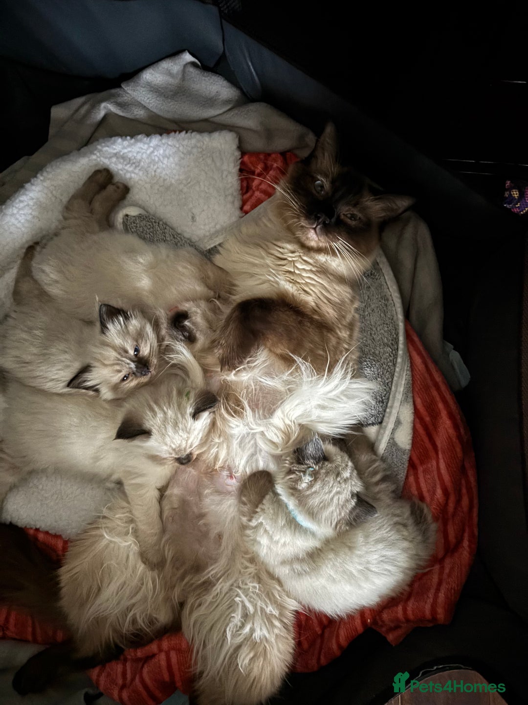 Ragdoll cats for sale: Beautiful ragdoll kittens for sale  - Advert 17