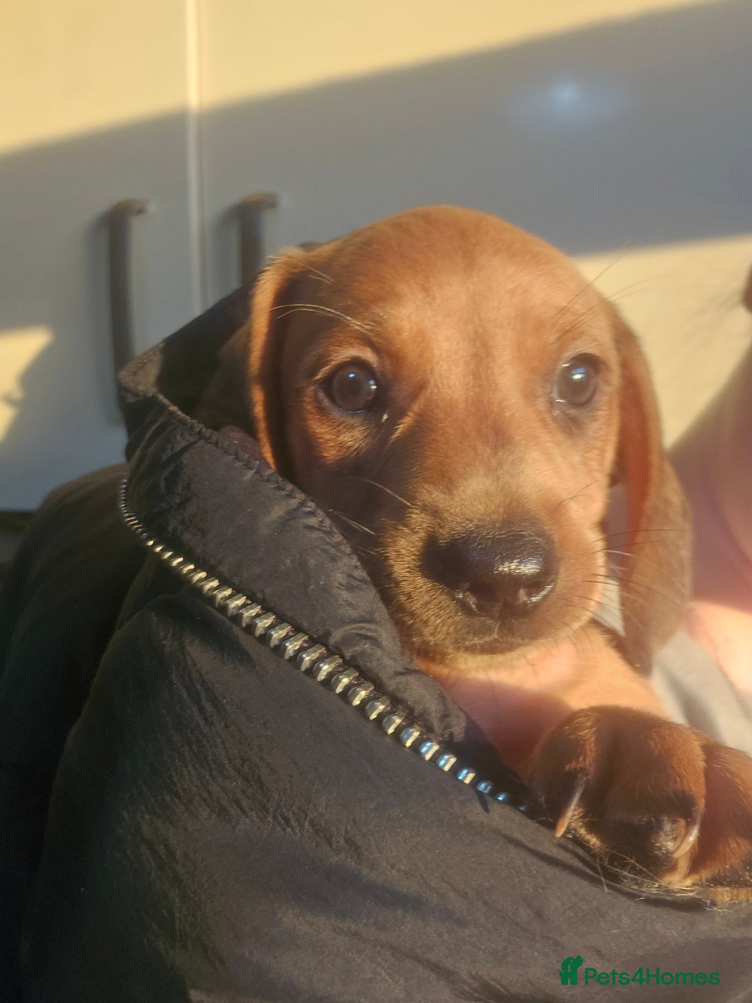 Dachshund dogs for sale: Dachshund puppies for sale  - Image 8