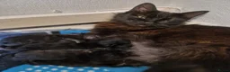 Mixed Breed cats for sale: Kittens for sale - Advert 3