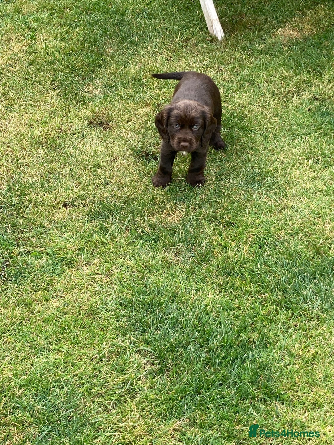 Cocker Spaniel dogs for sale: Full of character  - Image 4