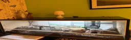Python Snake reptiles for sale: 3 year old male banana ball python in Bury Saint Edmunds - Advert 7