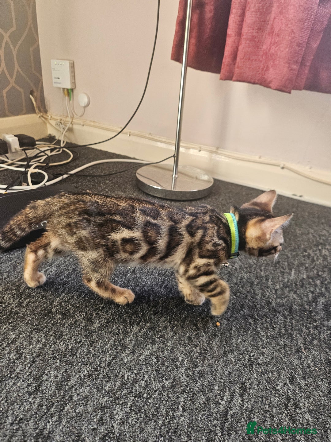 Bengal cats for sale: Active Tica Registered Bengal kittens  - Advert 12