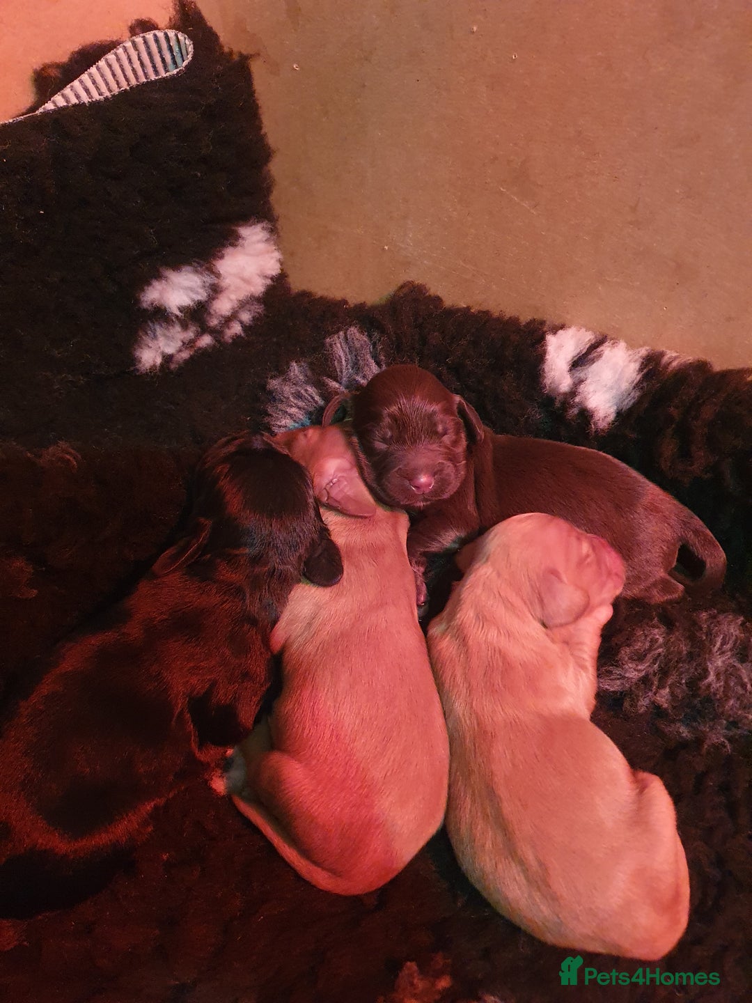 Cocker Spaniel dogs for sale: KC Registered Working Cocker Spaniel  - Advert 3