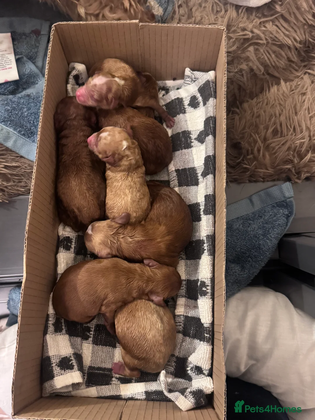 Cavapoo dogs for sale: Absolutely stunning F1b Cavapoo pups  - Advert 2