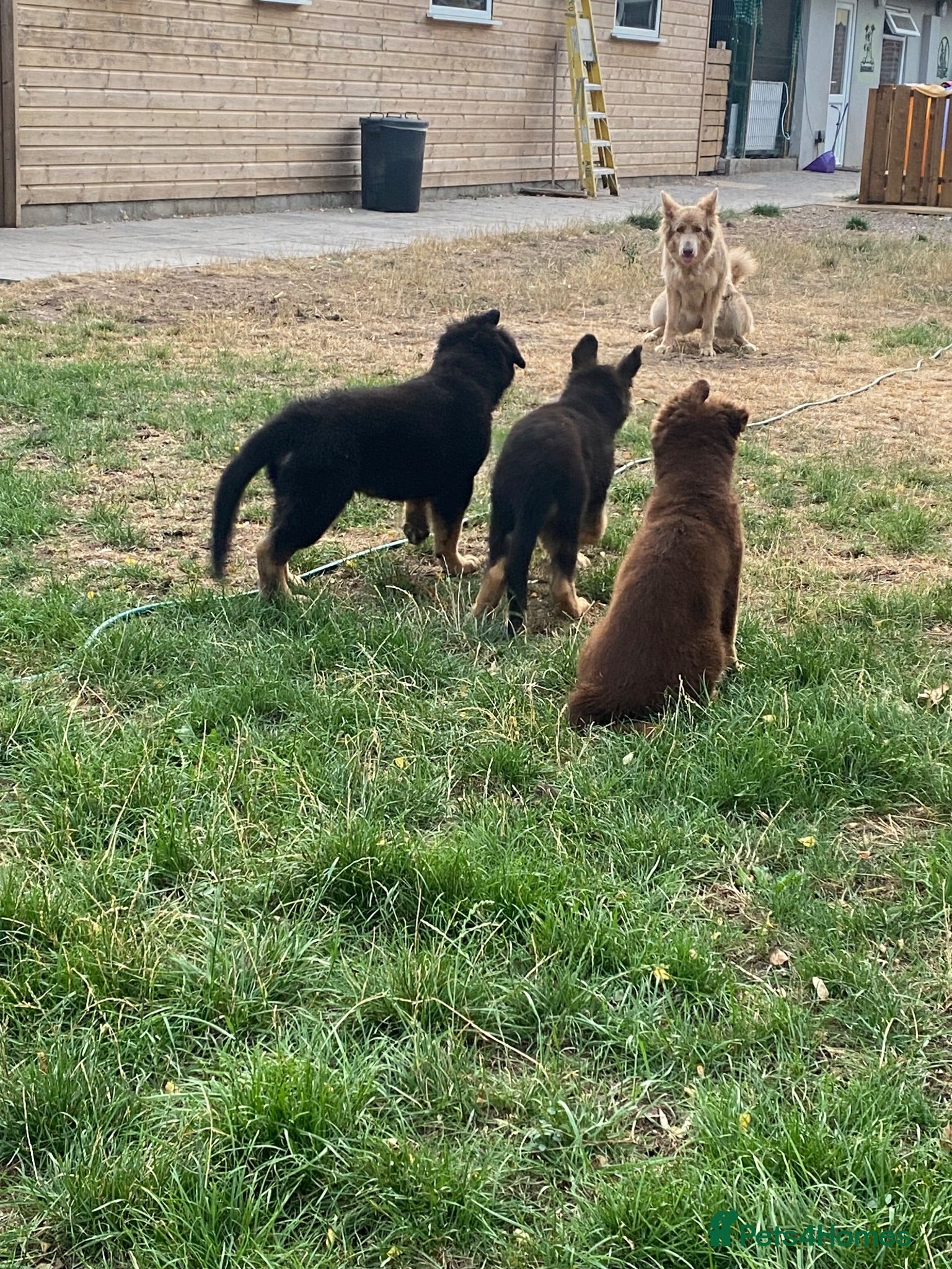 German Shepherd dogs German Shepherd puppies – Kennel Club registered - Advert 4