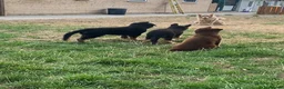 German Shepherd dogs for sale: German Shepherd puppies – Kennel Club registered - Advert 1