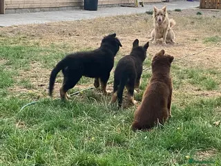German Shepherd dogs German Shepherd puppies – Kennel Club registered - Advert 4