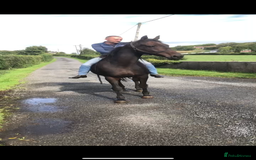 English Thoroughbred horses for sale: A big girl with huge heart to go far - Image 8