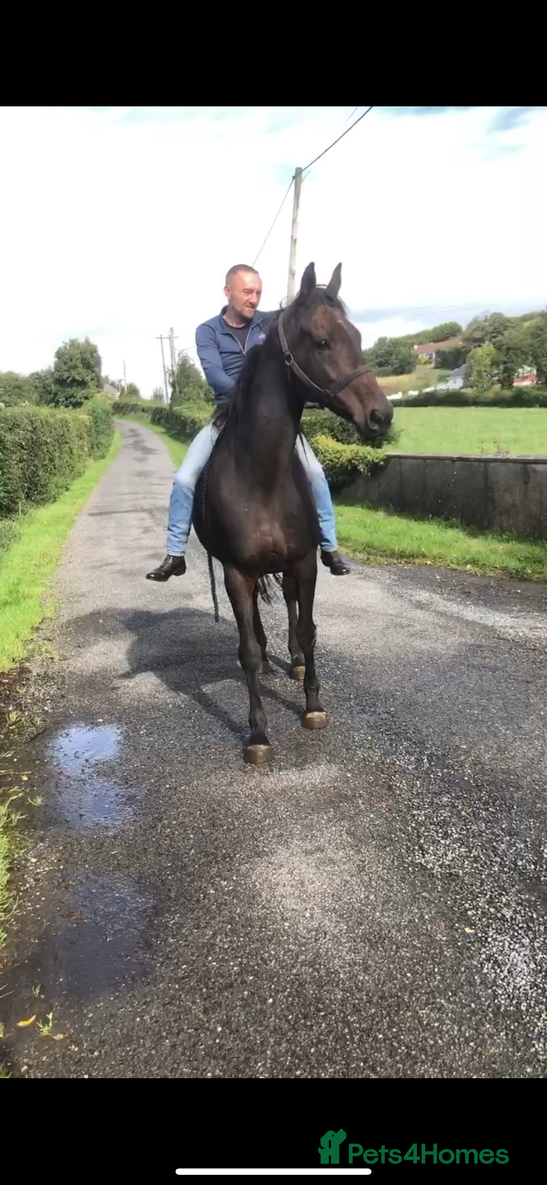 English Thoroughbred horses for sale: A big girl with huge heart to go far - Image 8