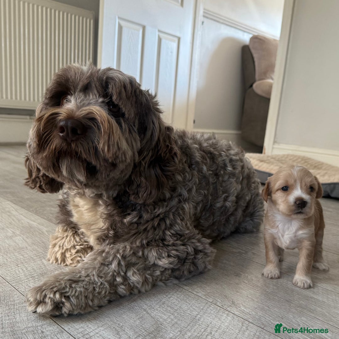Tibetan Terrier dogs for sale: Tibetan Terrier puppies for sale  - Image 4