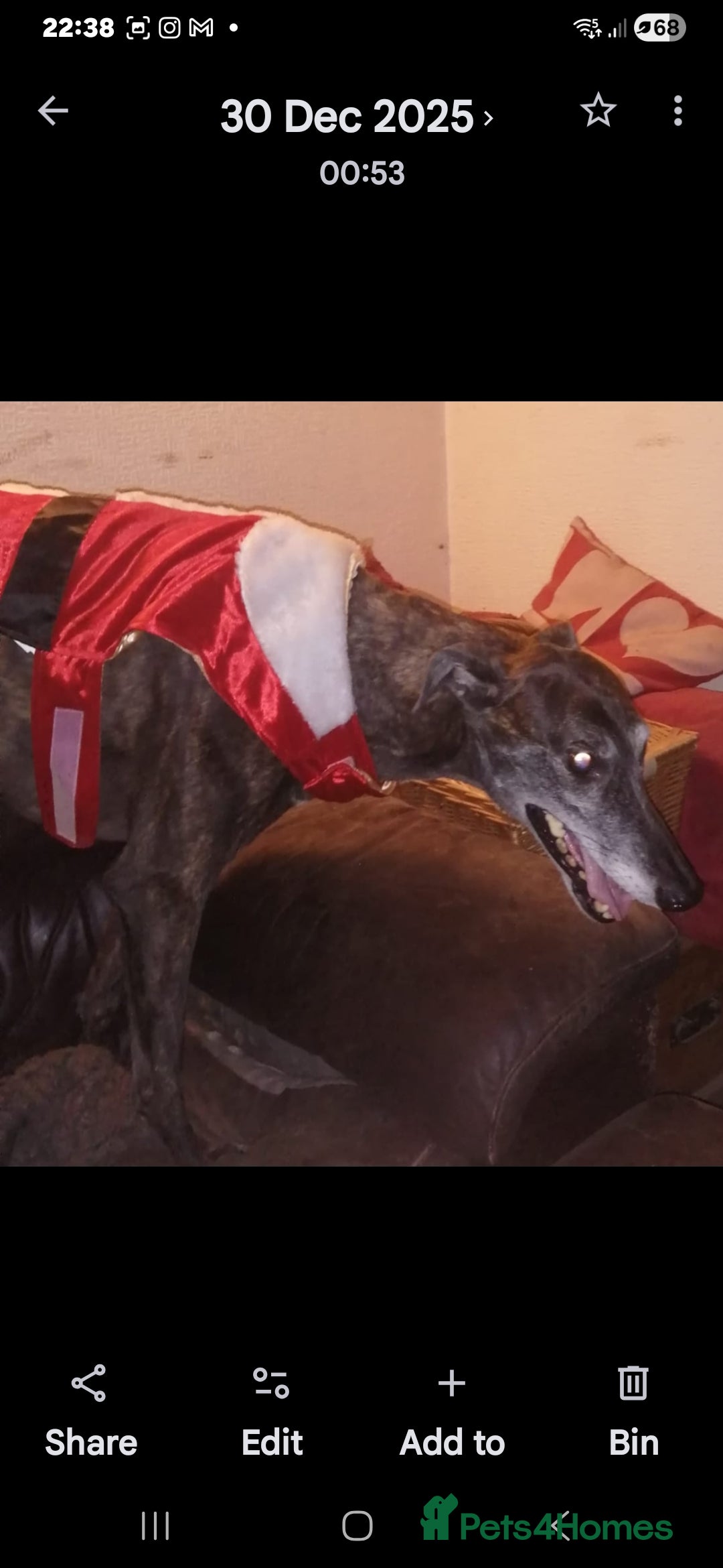 Greyhound dogs for sale: Ex racer looking for a new sofa - Advert 12