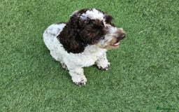 Cockapoo dogs for sale: Two male f3 cockapoos ready now  - Image 3