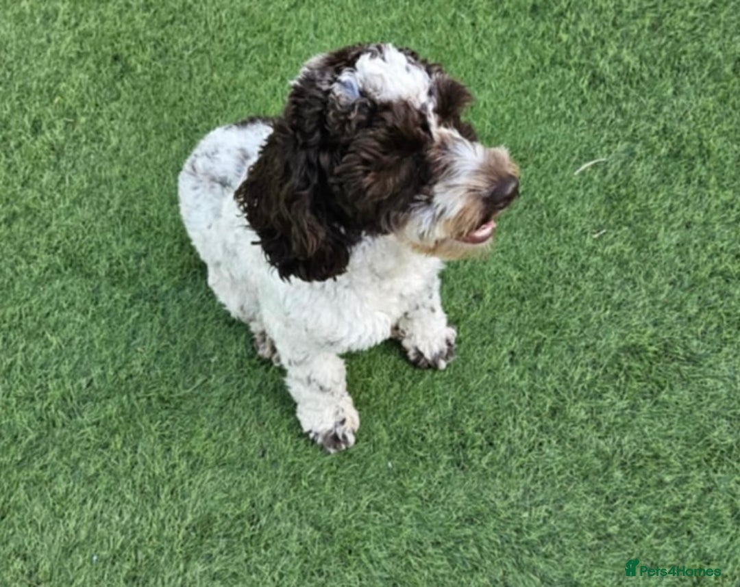 Cockapoo dogs for sale: Two male f3 cockapoos ready now  - Image 3