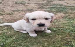 Golden Retriever dogs for sale: Gorgeous Golden Retriever Puppies  - Image 10