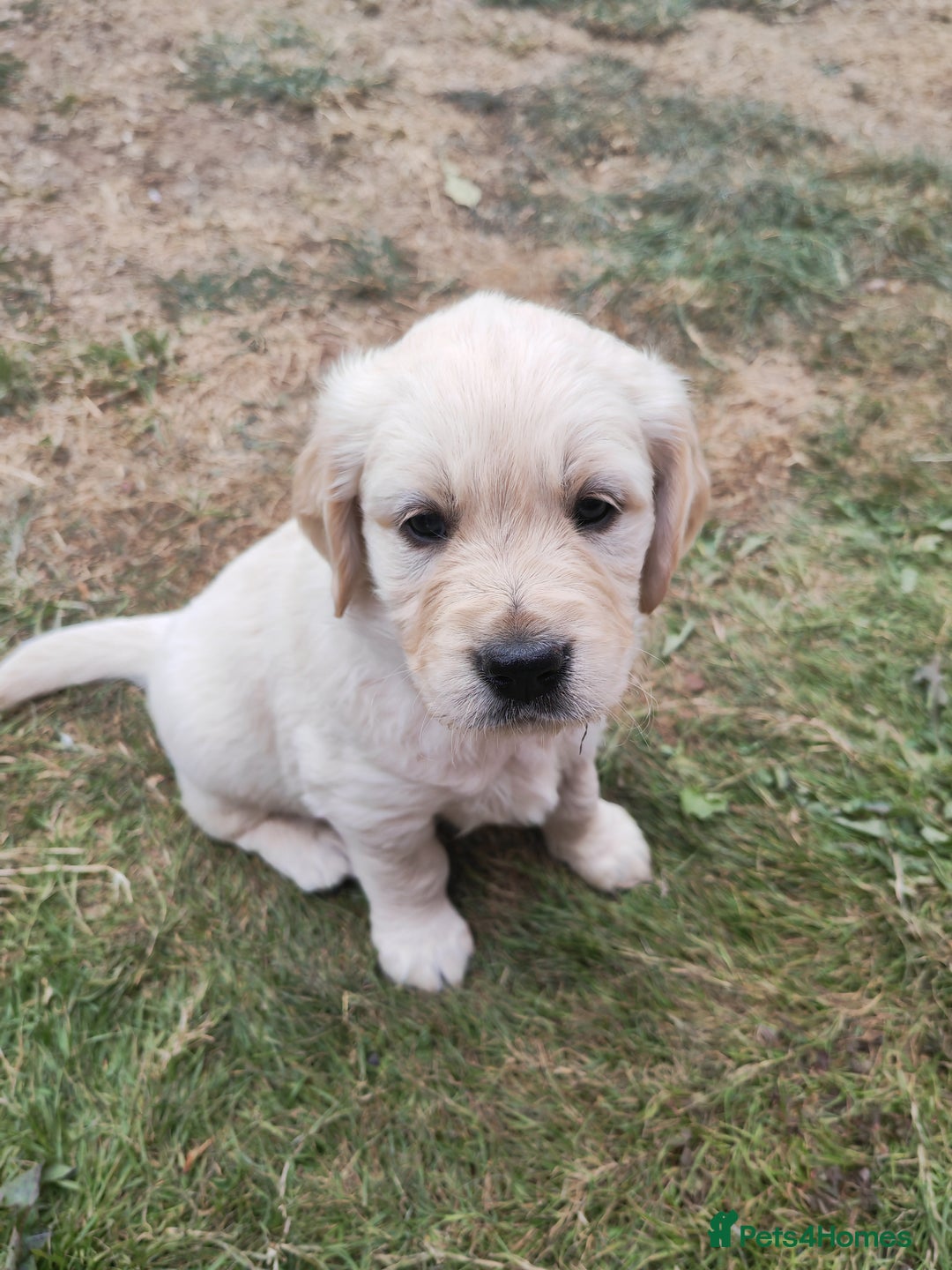 Golden Retriever dogs for sale: Gorgeous Golden Retriever Puppies  - Image 10
