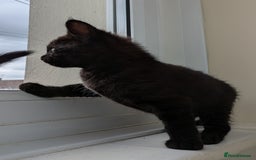 Bengal cats for sale: Purebred Spotted Bengal Kittens Brown Charcoal - Image 23
