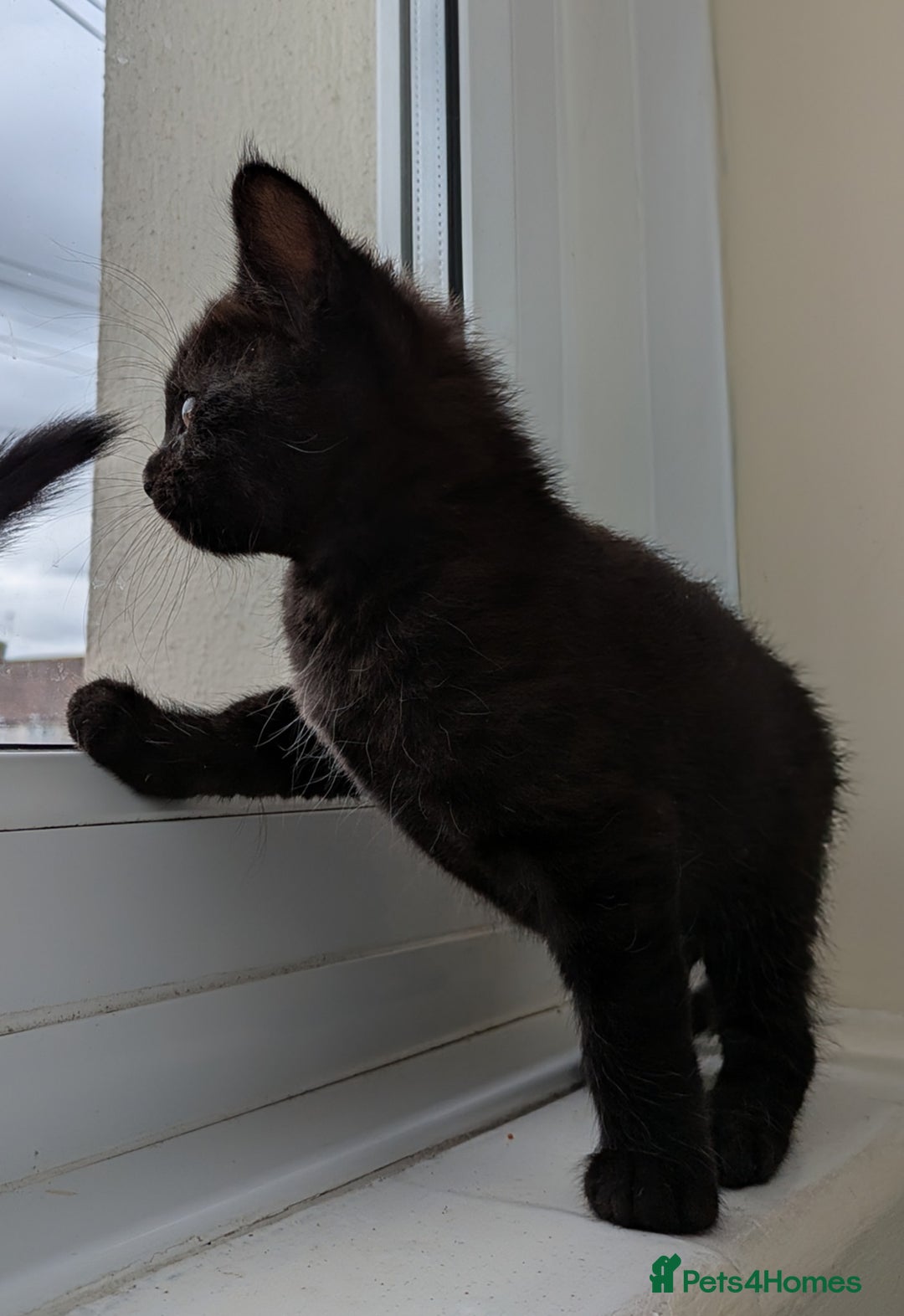 Bengal cats for sale: Purebred Spotted Bengal Kittens Brown Charcoal - Image 23